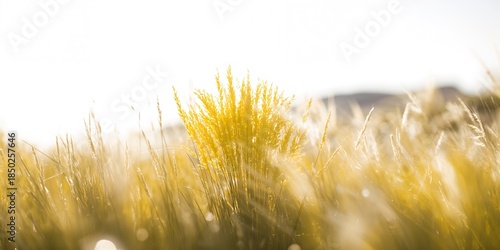 Bright yellow grass arrange...