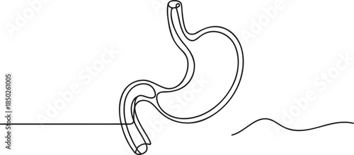 Continuous line drawing of a human stomach, an anatomical illustration of the digestive organ