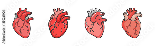 Realistic human heart illustrations, medical science and health concept