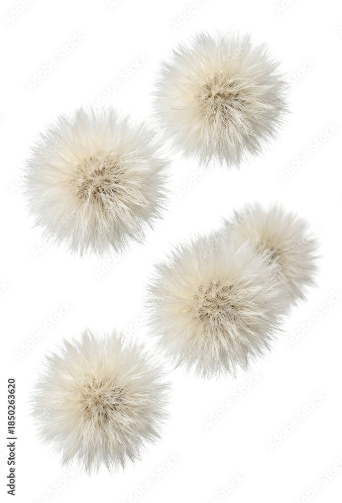Obraz premium Fluffy white seed heads of Eriophorum angustifolium.