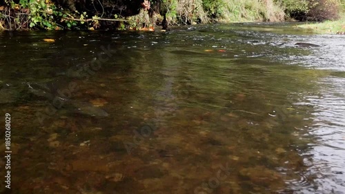 Slow Motion of Chinook Salmon (Oncorhynchus tshawytscha) Fall migraion up Lake Creek. Western Oregon.