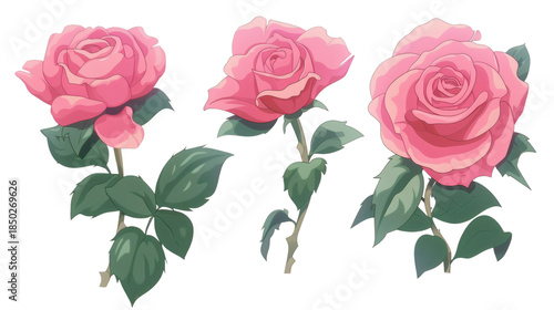 Set of pink roses isolated on white background