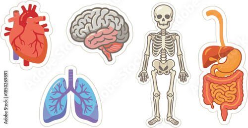 Human anatomy icon sheet featuring brain, heart, lungs, skeleton, and digestive system organs medical illustration set