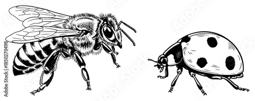 vintage engraving sketch of honey bee and ladybug insects