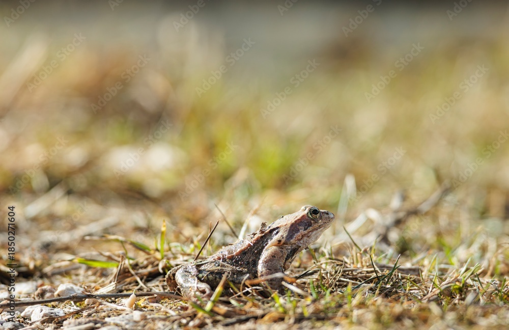 Naklejka premium A small frog rests comfortably on a grassy area, soaking up the sun during a warm afternoon. Surrounding it are gentle blades of grass and twinkling sunlight