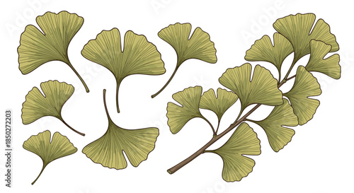 Collection of hand-drawn ginkgo biloba leaves and a branch with multiple leaves rendered in a fine green line art sketch style.
