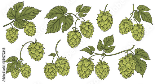 Collection of green hops branches with leaves and cones in a detailed vintage engraving style on a white background.