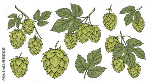 Hops plant collection with detailed branches, green cones, and leaves in a hand-drawn vintage botanical style.