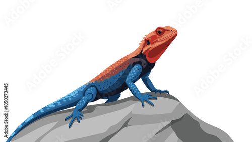 Vibrant red and blue Agama lizard confidently perched on a grey rock, showcasing its striking colors and reptilian beauty.