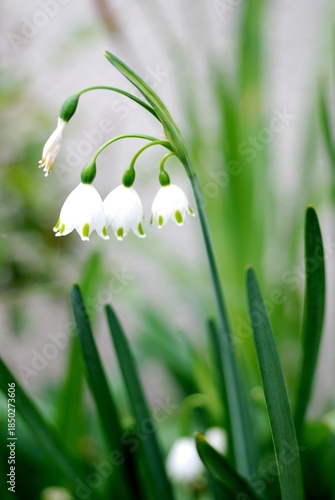 スノーフレーク