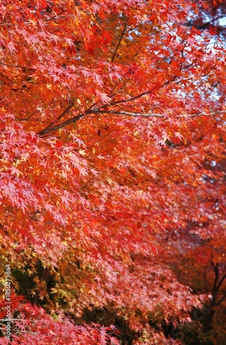紅葉
