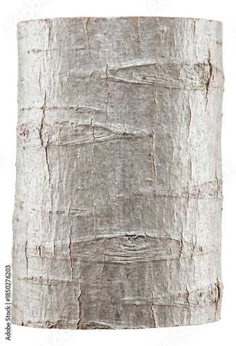 Smooth gray beech bark featuring occasional horizontal ridges.