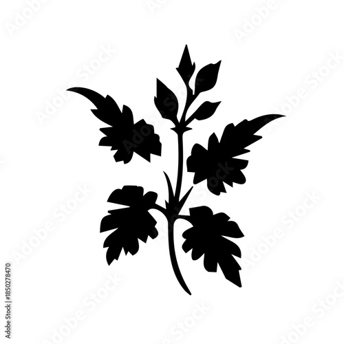 Geranium black and white rose