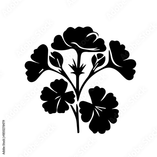 Geranium black and white rose