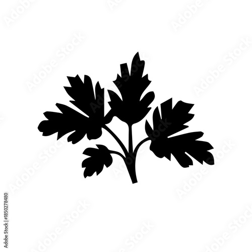 Geranium black and white rose