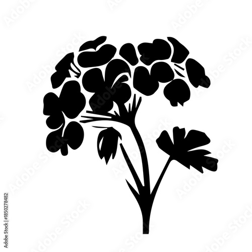 Geranium black and white rose