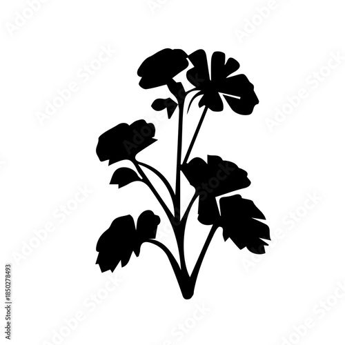 Geranium black and white rose