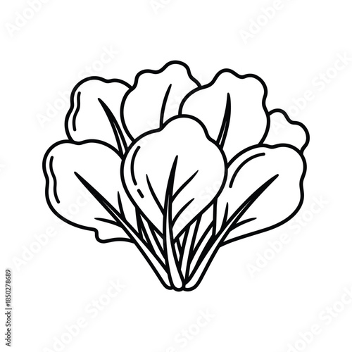 Black and white illustration of a leafy green vegetable