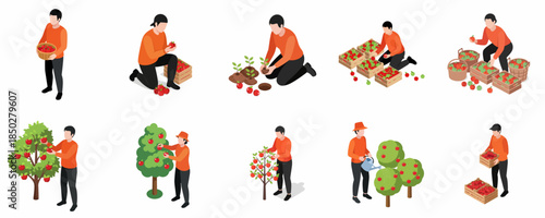 Isometric Detailed Man Picking Harvest Fruit Tree Agriculture Illustration