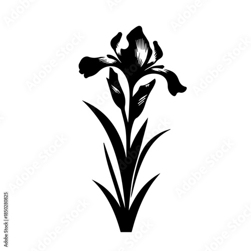Iris  floral design element