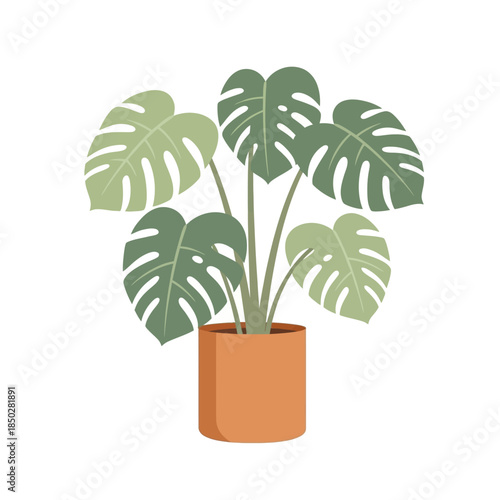 Monstera plant vector illustration in a square pot, stylish botanical drawing for home decor