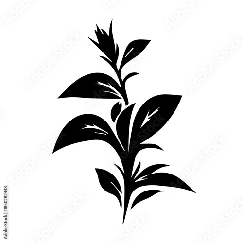 Petunia black and white flower