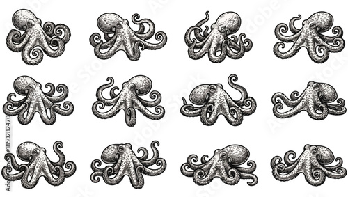 Detailed Black and White Octopus Illustration Set, Scientific Line Art Collection, octopus illustration, octopus line art, octopus vector, black and white octopus, monochrome octopus, marine png, 