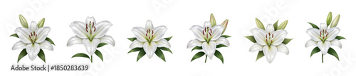 A row of elegant white lily flowers, symbols of purity and beauty, arranged in a row, showcases delicate petals and vibrant green leaves. vector illustration