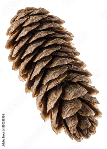 Cone fossil with overlapping bracts and a cylindrical form.