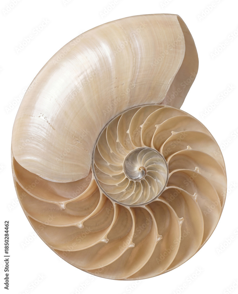 Obraz premium Coiled nautiloid shell with smooth surface and distinct chambered sections.