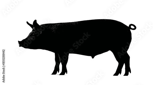 Black pig silhouette isolated on a white background, side view. Graphic illustration of a farm animal or livestock.