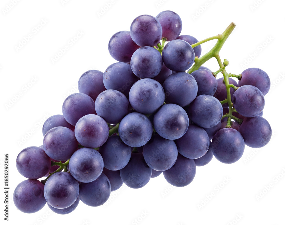 Fototapeta premium Bunch of purple grapes with a natural bloom on each berry.