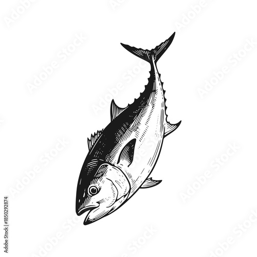 Tuna fish which is beneficial for health. Black white vector illustration.