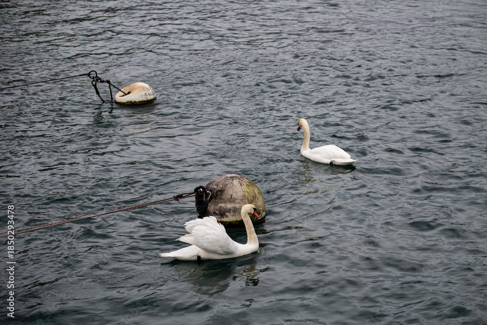 Fototapeta premium Cygnes sur les rives du lac de Genève en Suisse