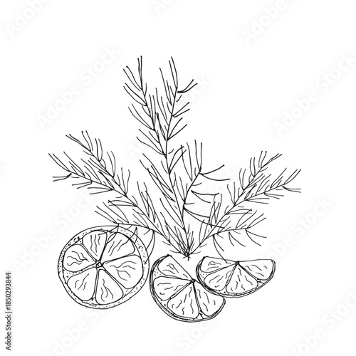Cedar Branch with Citrus Slices Line Art Illustration