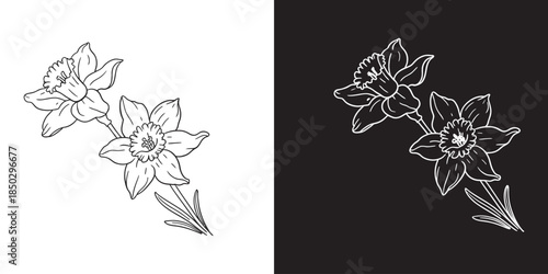 Graceful line art illustration of two blooming daffodils, embodying springtime and delicate floral elegance