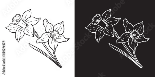 Detailed vector illustration concept of two blooming daffodil flowers, capturing the elegance of spring blossoms artwork