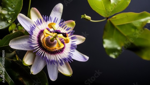 Granadilla Passiflora Or Passionfruit Flower