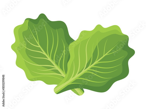 Green Leafy Vegetable Illustration