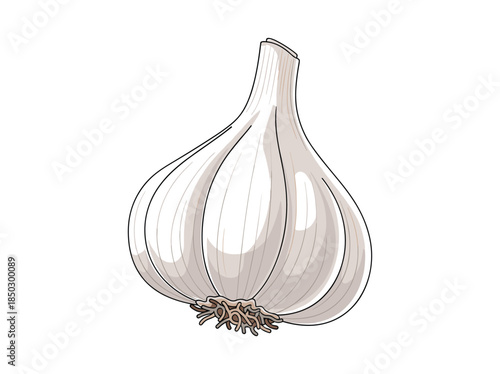 Garlic bulb illustration on white background