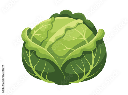 Green Cabbage Head Fresh Vegetable Illustration