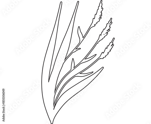 Elegant wheat stalk illustration with leaves a simple line art silhouette on transparent background