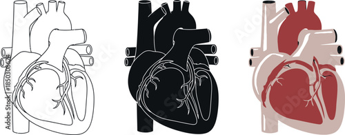 Collection of heart icons in outline silhouette and color representing cardiology and health concepts for medical design