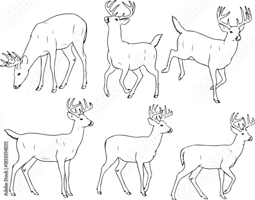 A collection of six black and white line art illustrations depicting white-tailed bucks in various poses