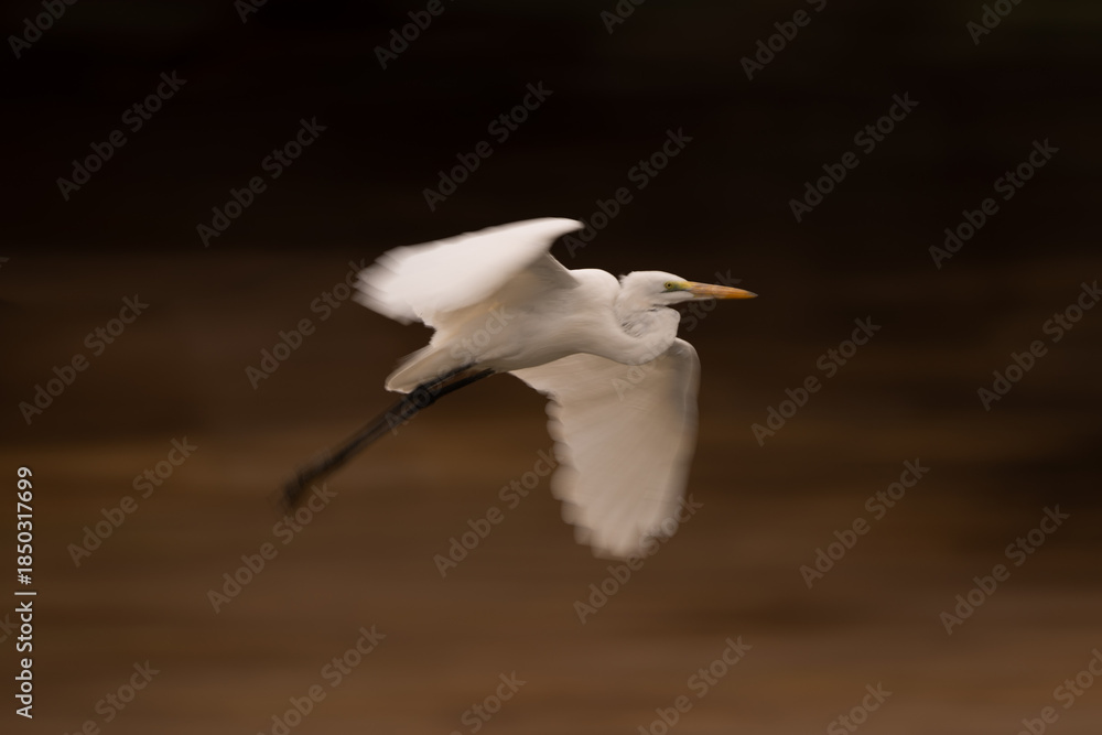 Fototapeta premium Slow pan of great egret flaring wings
