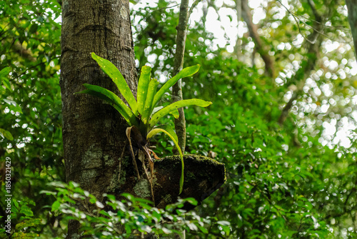 Epiphytic Bromeliad Growing on Tree Trunk, Areia, Paraíba, Brazil