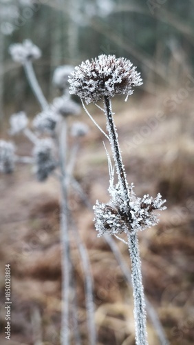 frost on branches
