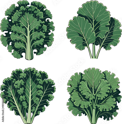 Fresh kale colorful illustration set isolated on transparent background