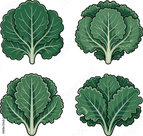 Fresh kale colorful illustration set isolated on transparent background
