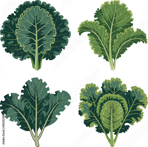 Fresh kale colorful illustration set isolated on transparent background